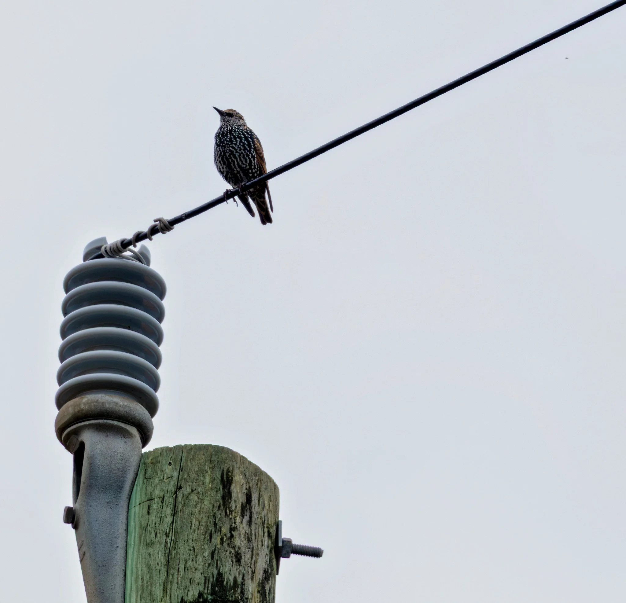 Birdwatching (October 2026)