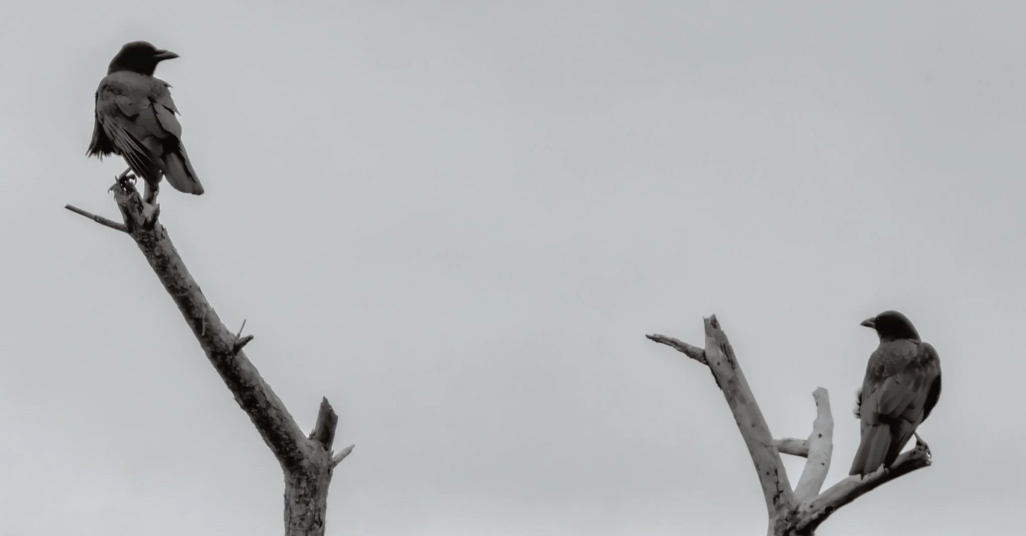 Birdwatching (October 2026)