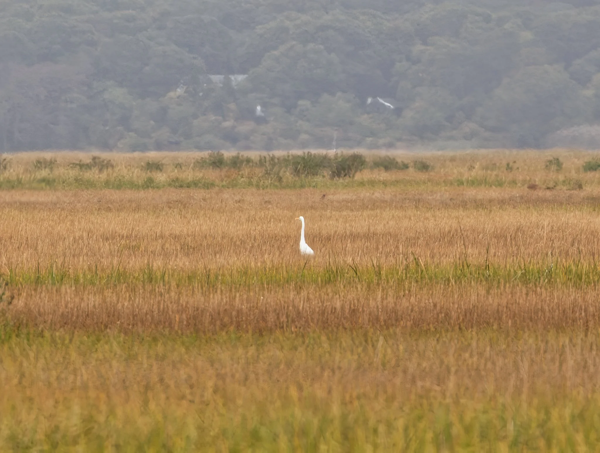 Birdwatching (October 2026)