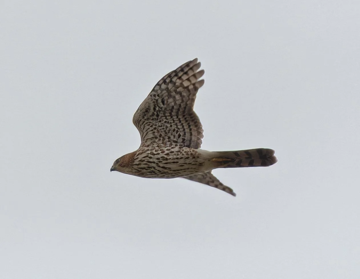 Birdwatching (October 2026)