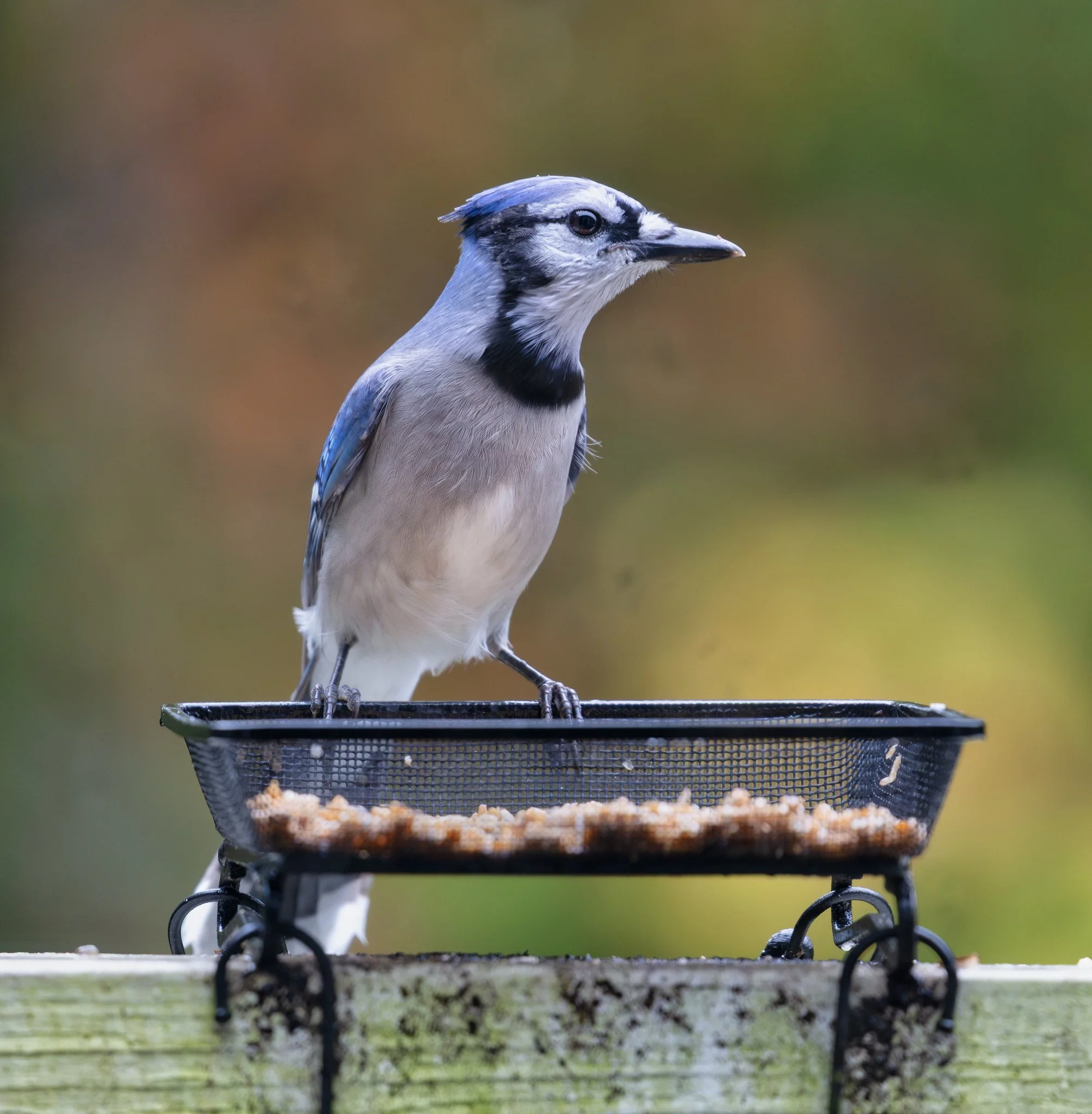 Bird Feeder (October 2026)