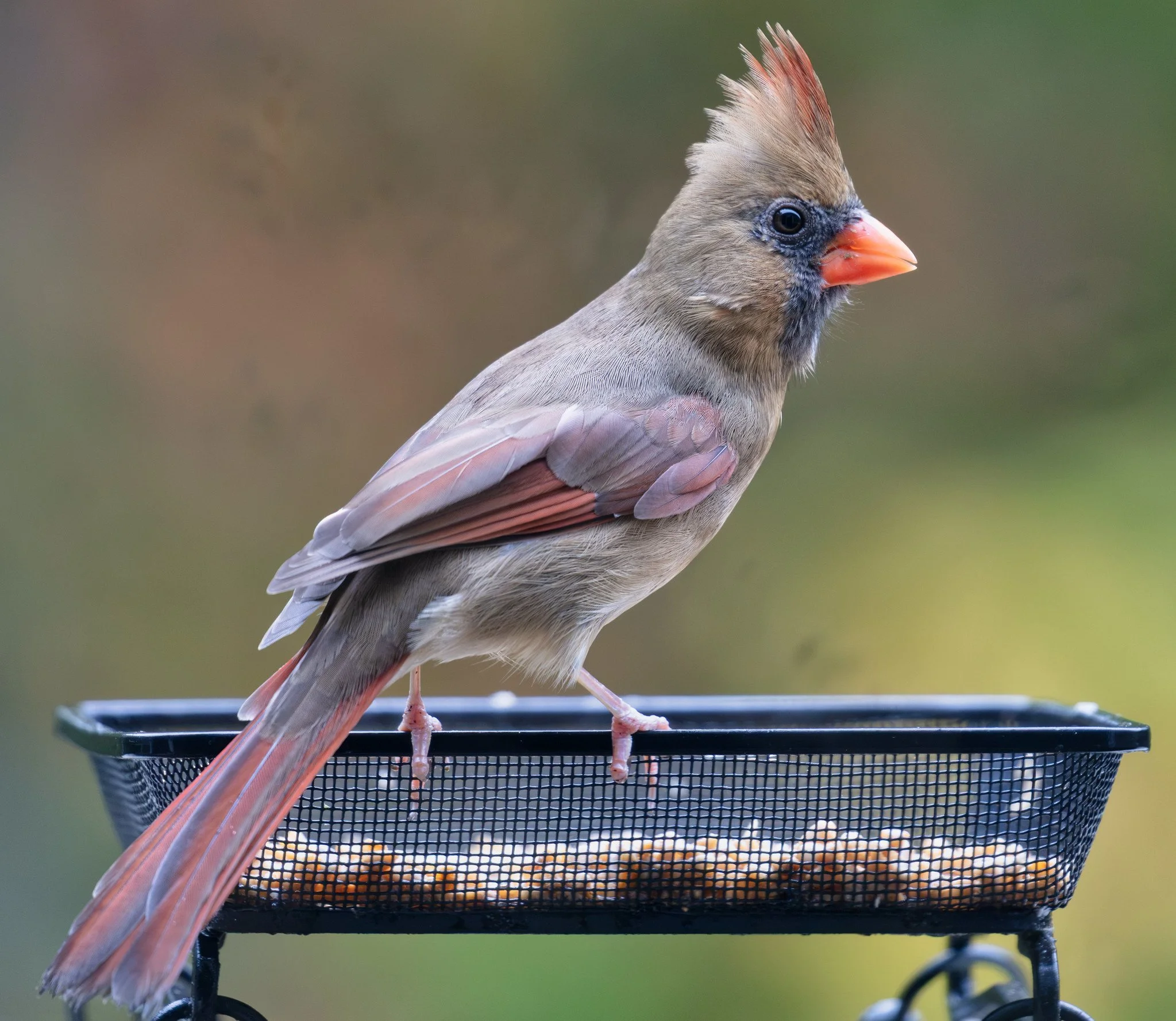 Bird Feeder (October 2026)