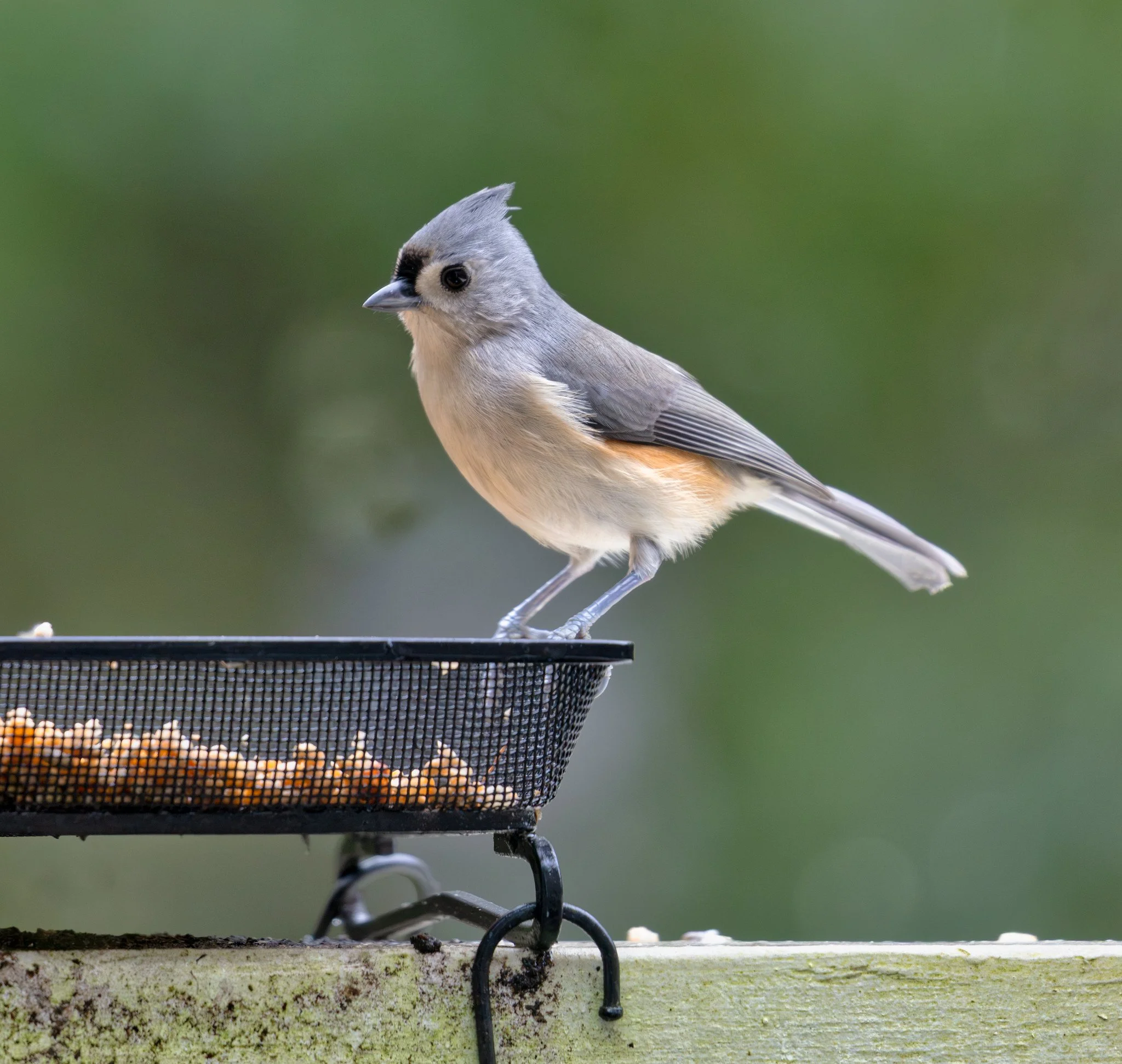 Bird Feeder (October 2026)