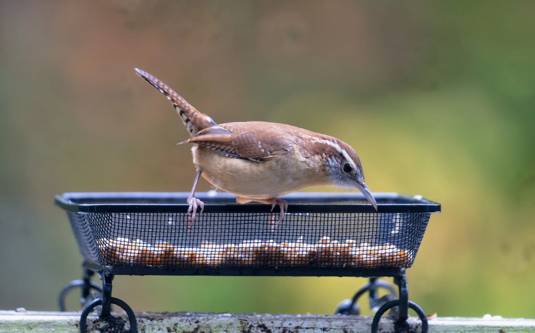 Bird Feeder (October 2026)