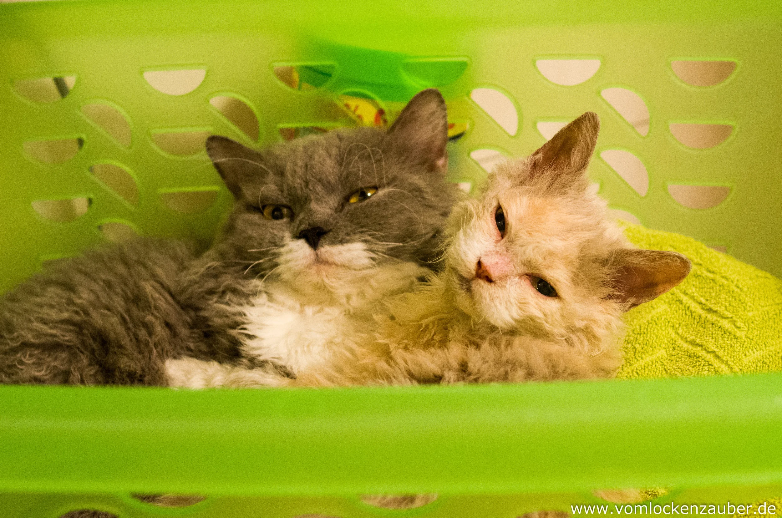 20140906_Cool-Max, Orestina, Selkirk-Rex, Vom Lockenzauber, Zucht_9300.jpg