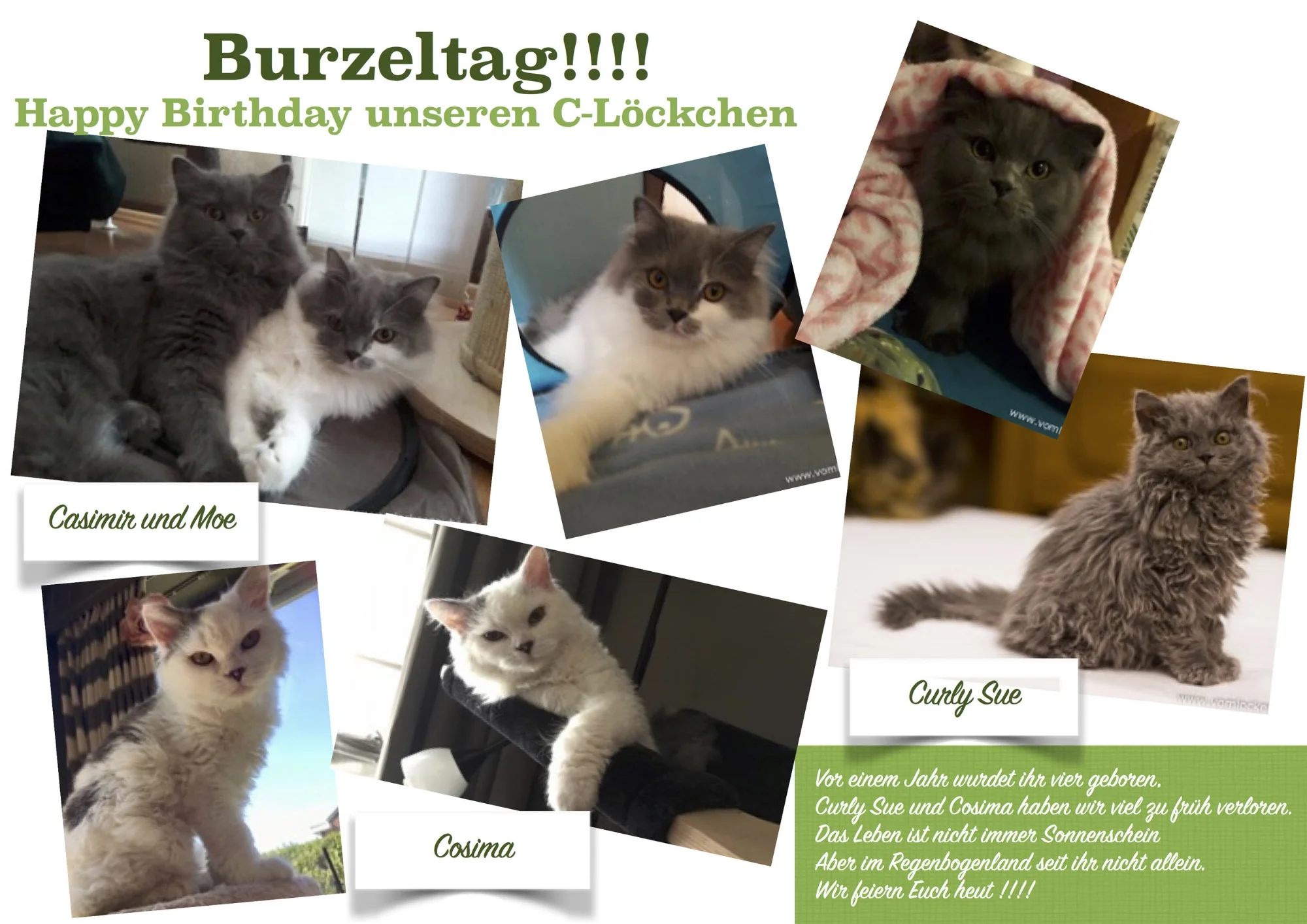 1. Geburtstag C-Löckchen.jpg