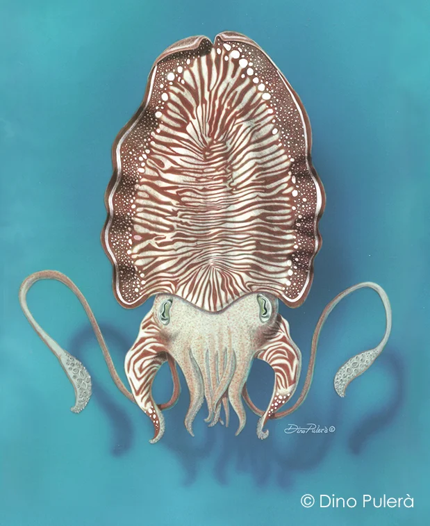 Sepia officinalis (Common cuttlefish)