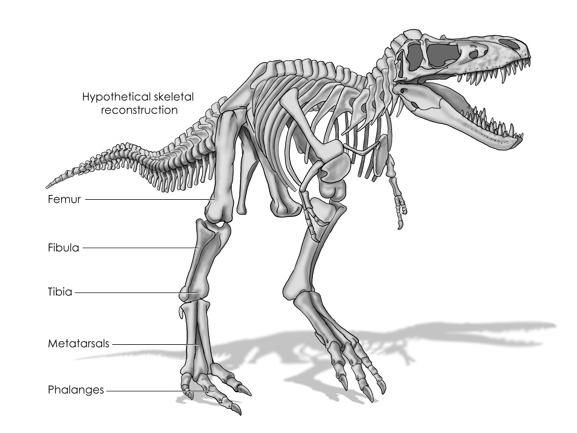 Alectrosaurus olseni