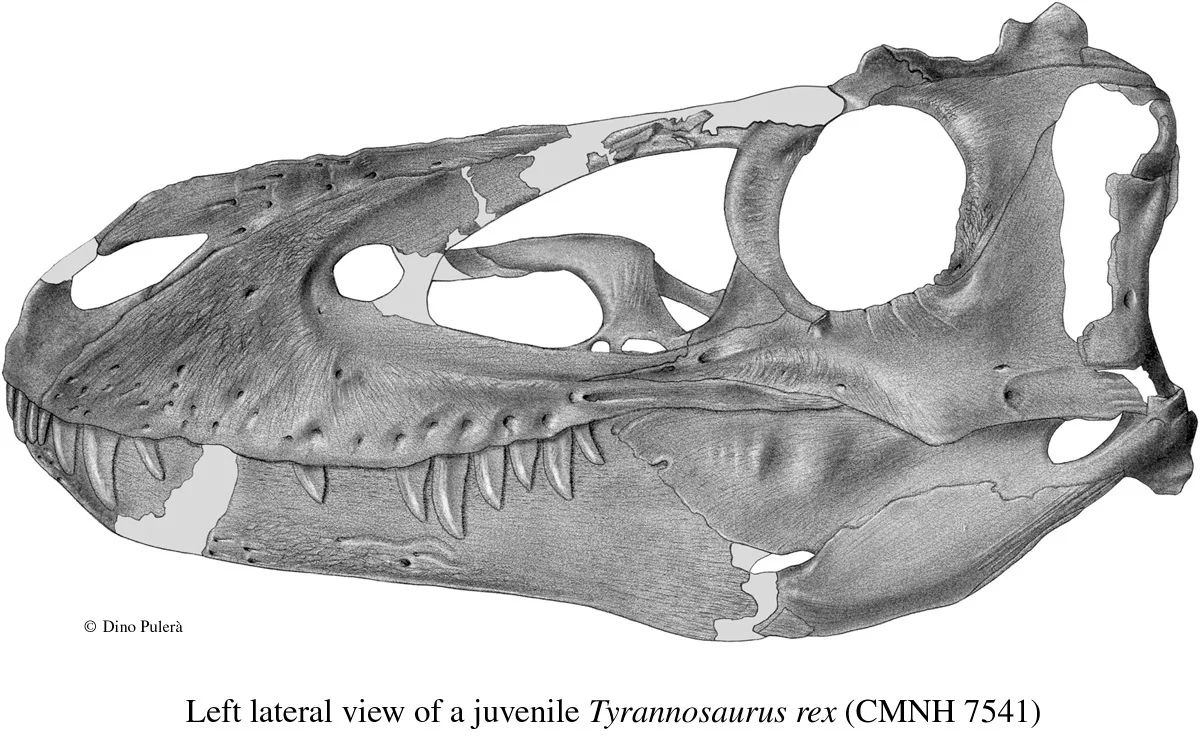juvenile Tyrannosaurus rex (CMN 7541)