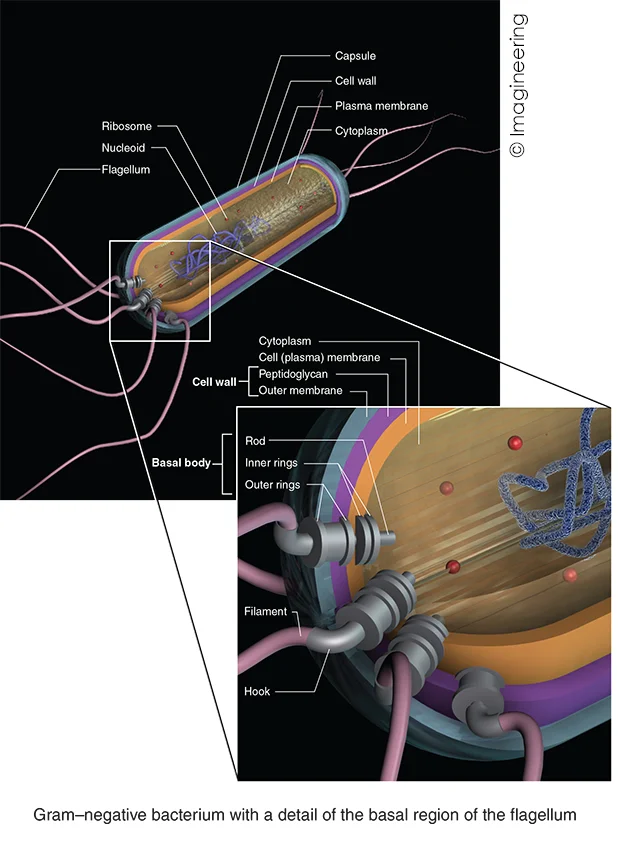 Gram-negative bacterium.jpg