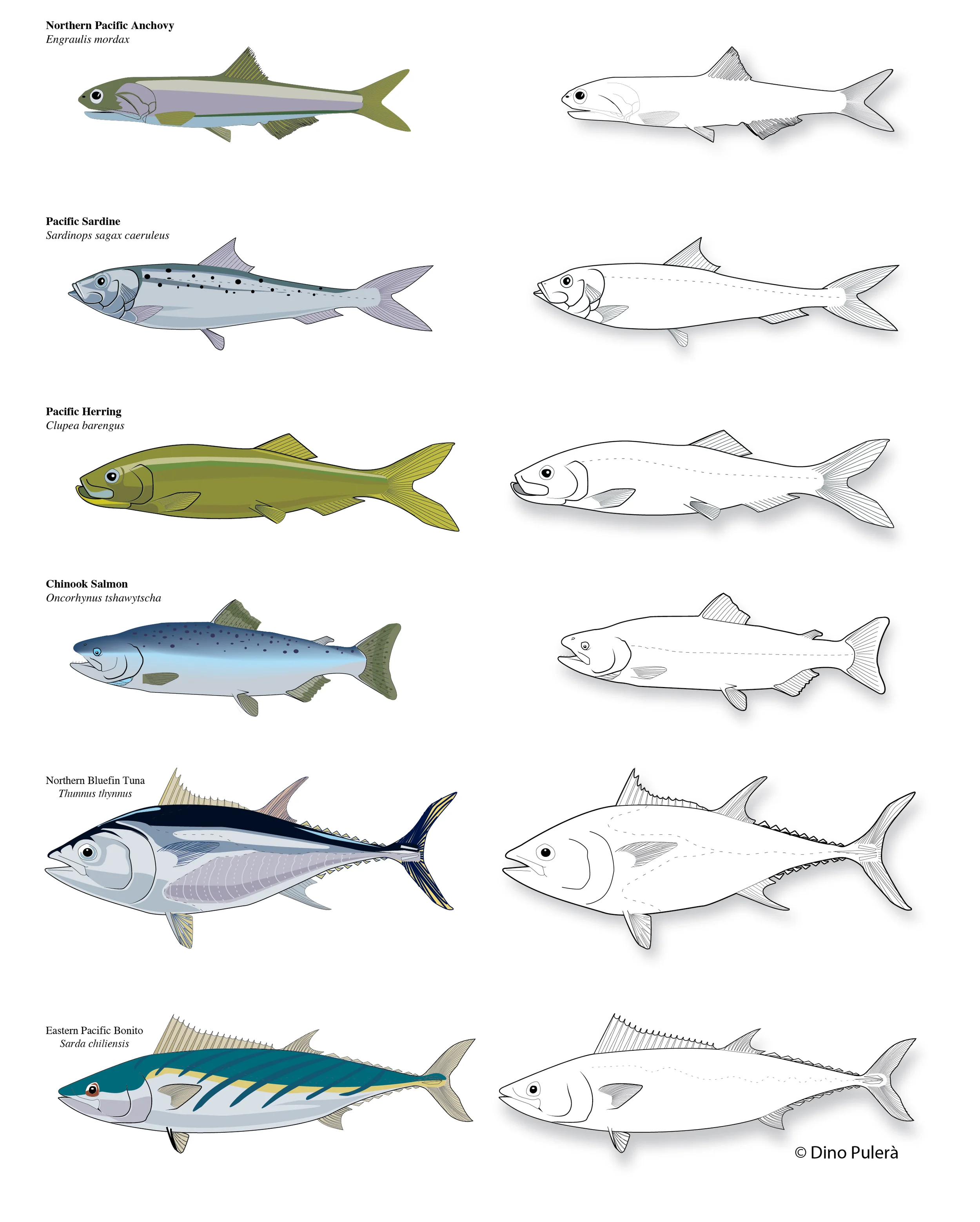 Marine fish2.jpg