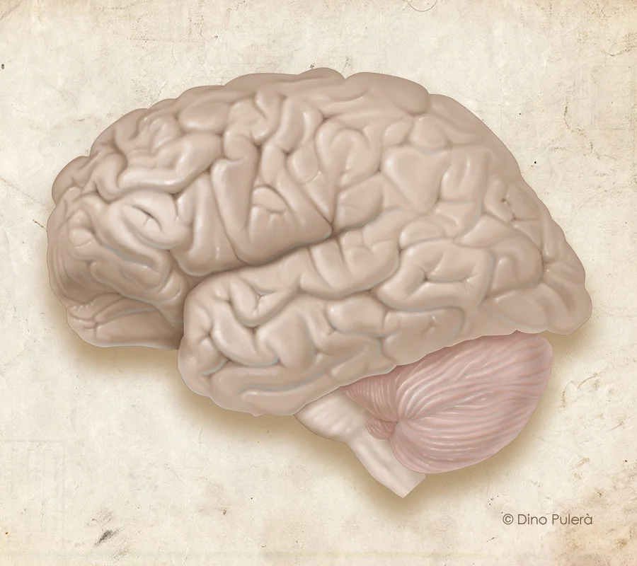 Human brain