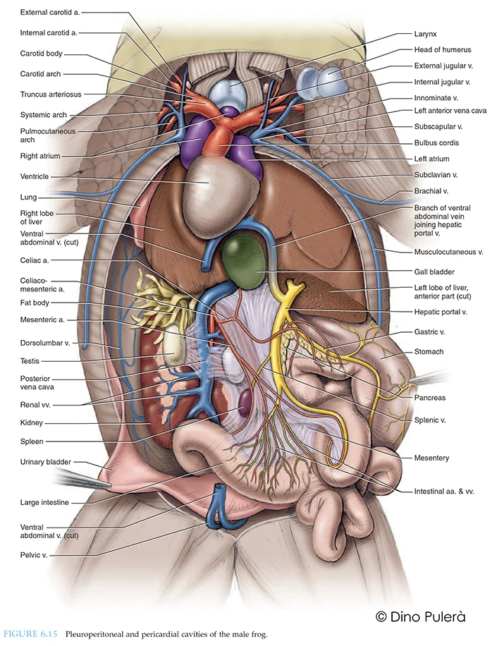internal anatomy of frog.jpg