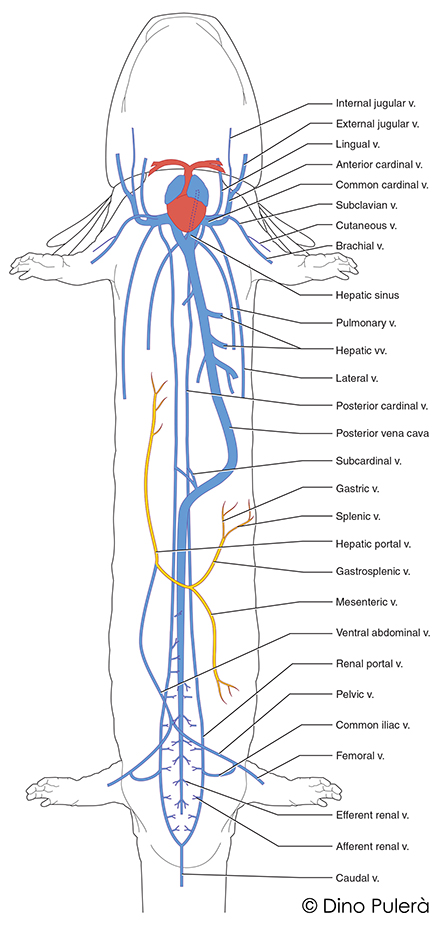 venous system of mudpuppy.jpg