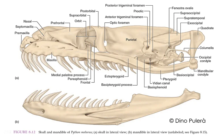 snake skull.jpg