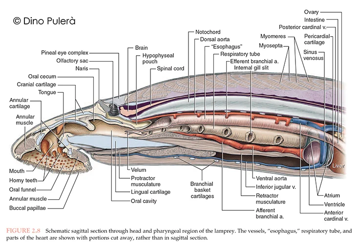Gallery — Dino Pulerà