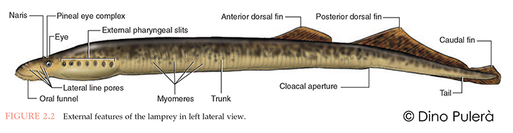 Lamprey Dissection Esophagus