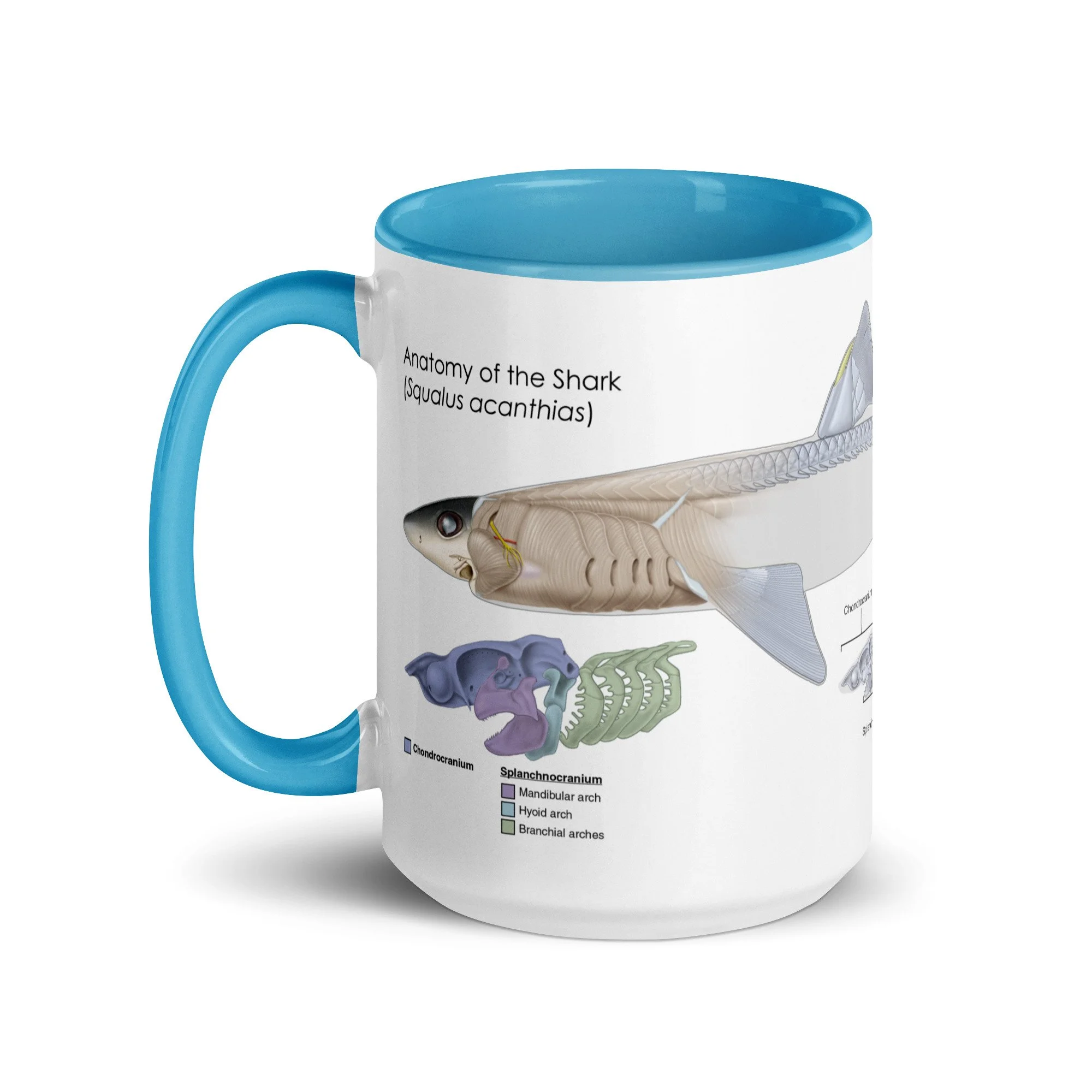white-ceramic-mug-with-color-inside-blue-15-oz-left-68ab6f3fa8ae9.jpg