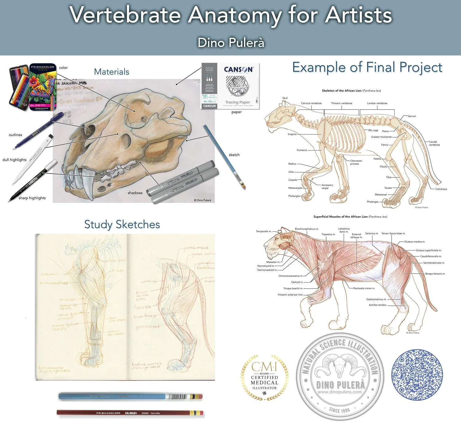 Vertebrate Anatomy Course promo 2026 copy.jpg