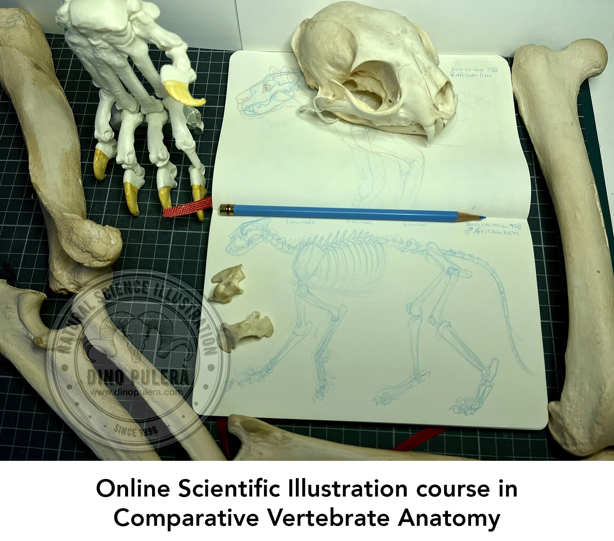 vertebrate anatomy course.jpg