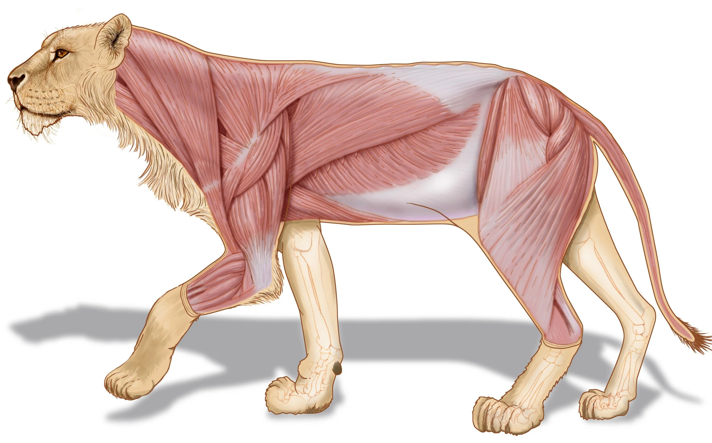 African lioness anatomy.jpg