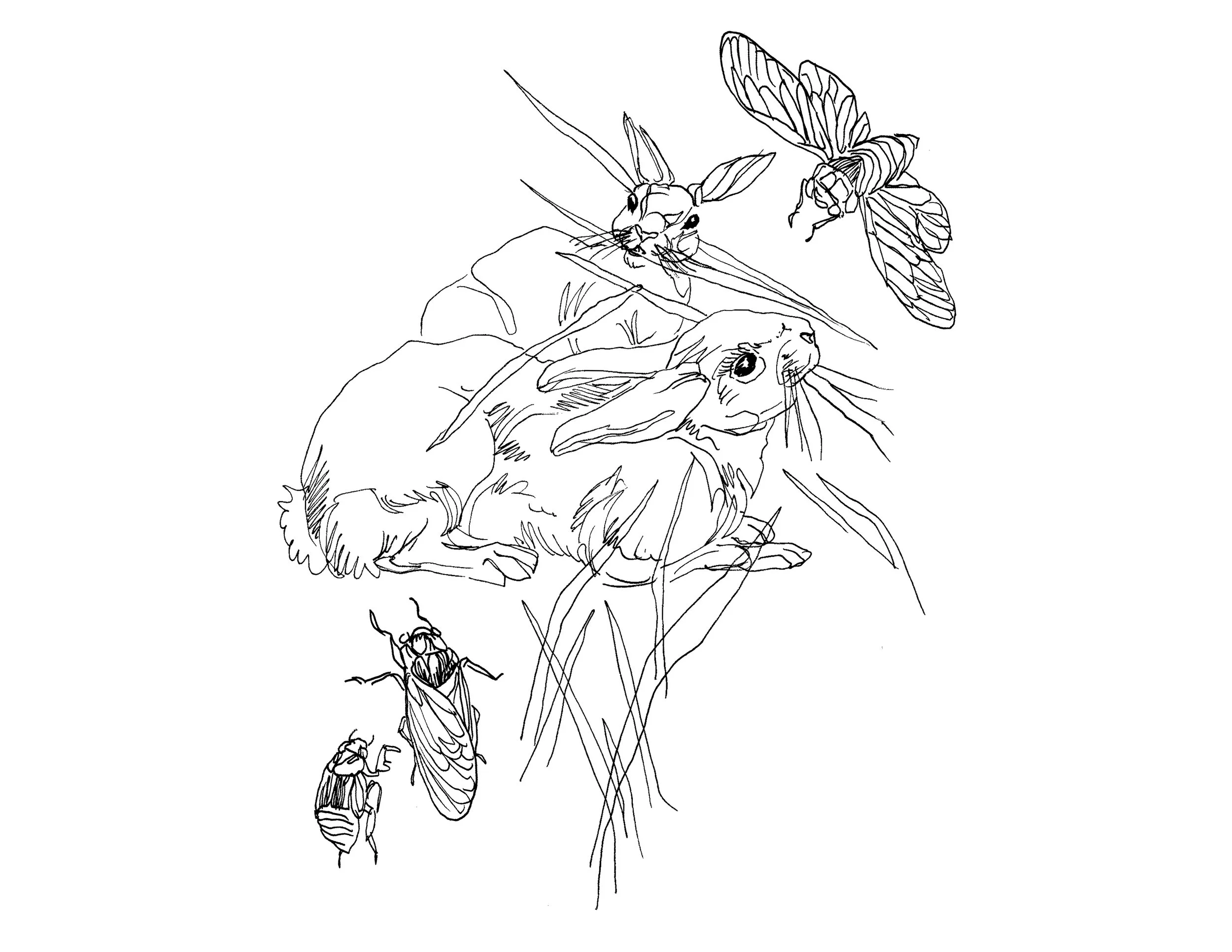 cicada.jpg