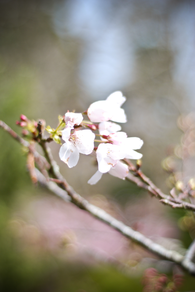 LaurylLane-JapaneseTeaGarden-07