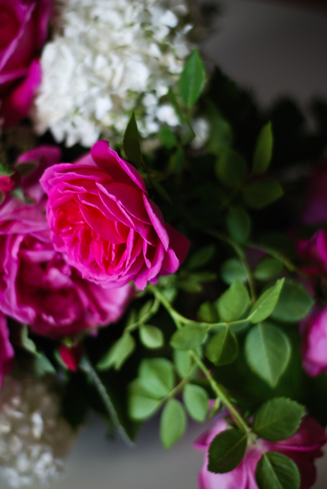 LaurylLane-GardenRoses-04