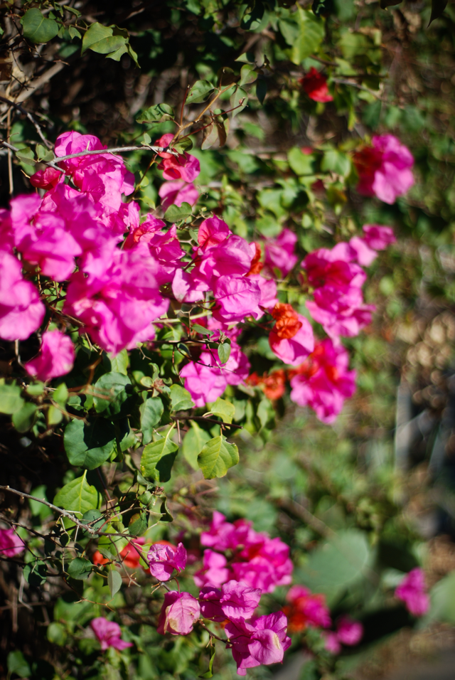LaurylLane-ValentineBouquet-04