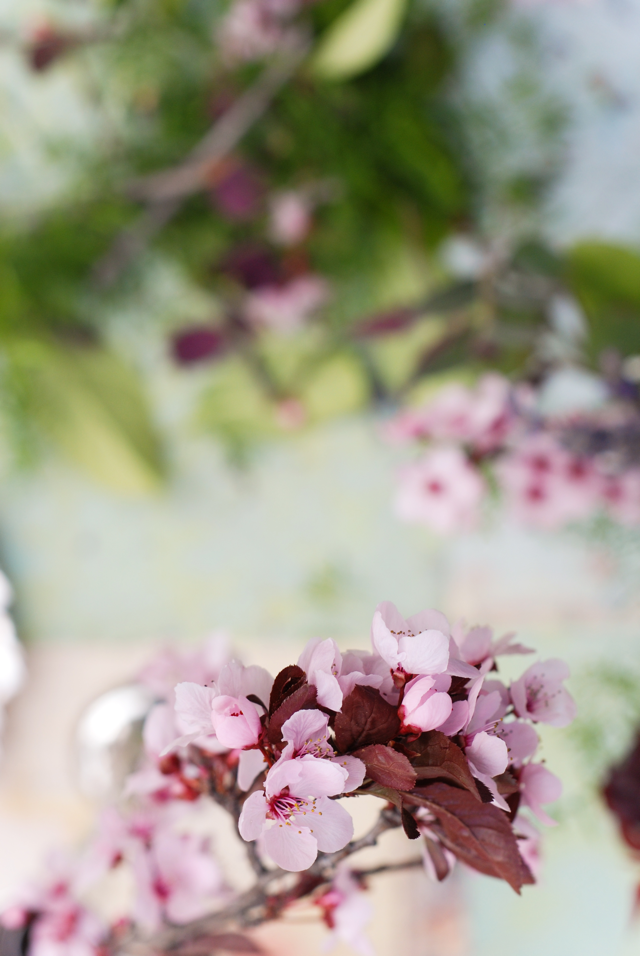 LaurylLane-BotanicalForaging-09