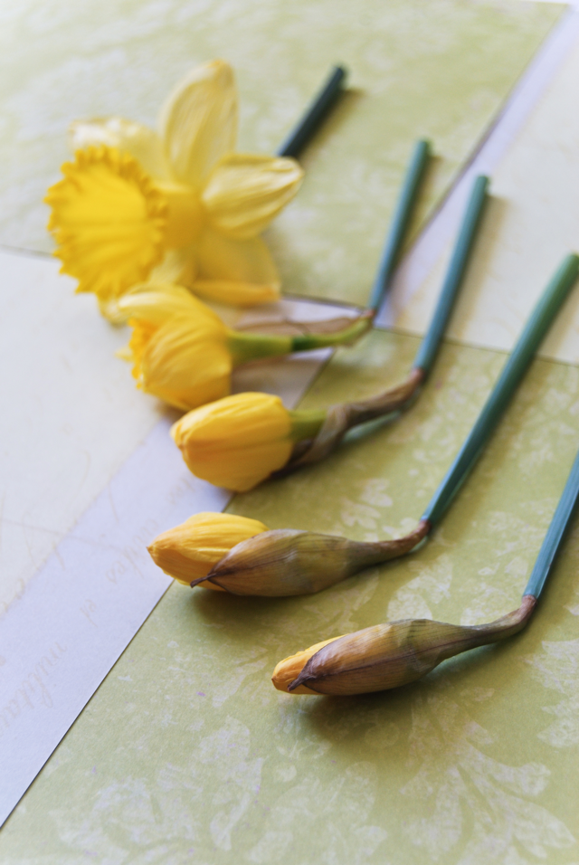 LaurylLane-Daffodils-02