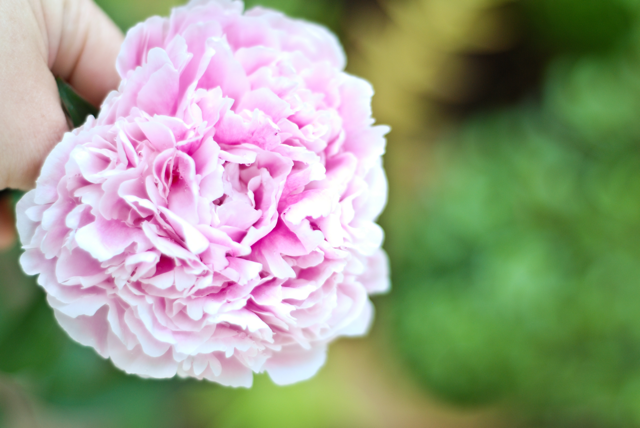 LaurylLane-Peonies-02