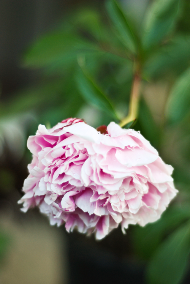 LaurylLane-Peonies-03
