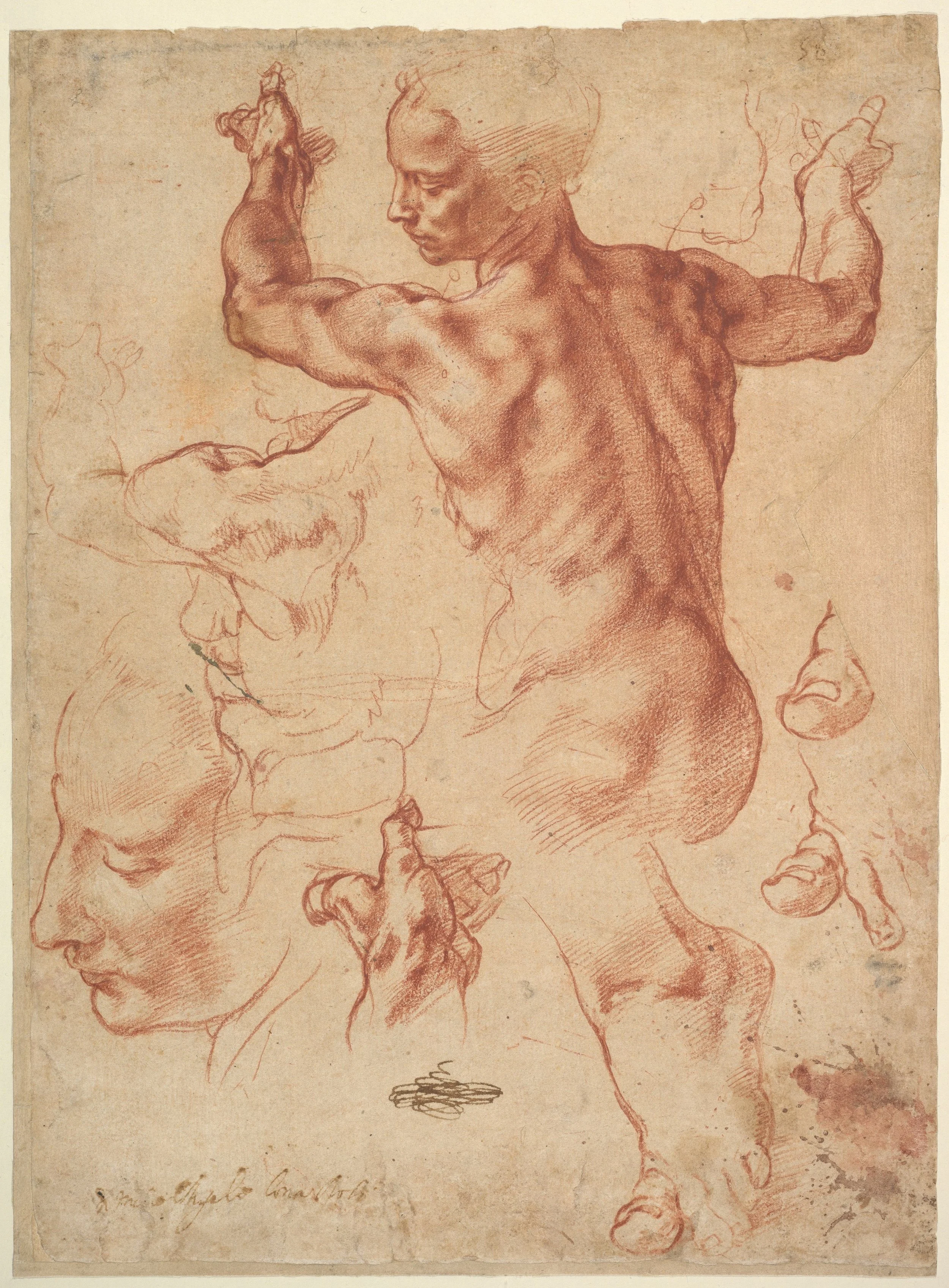 Sheet of sketches in red chalk of a muscular woman's back turning. Details of her hands and profile of her face.