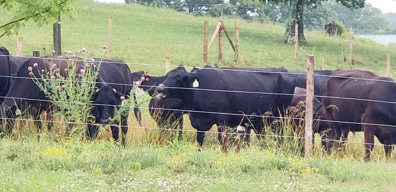 COWS.jpg