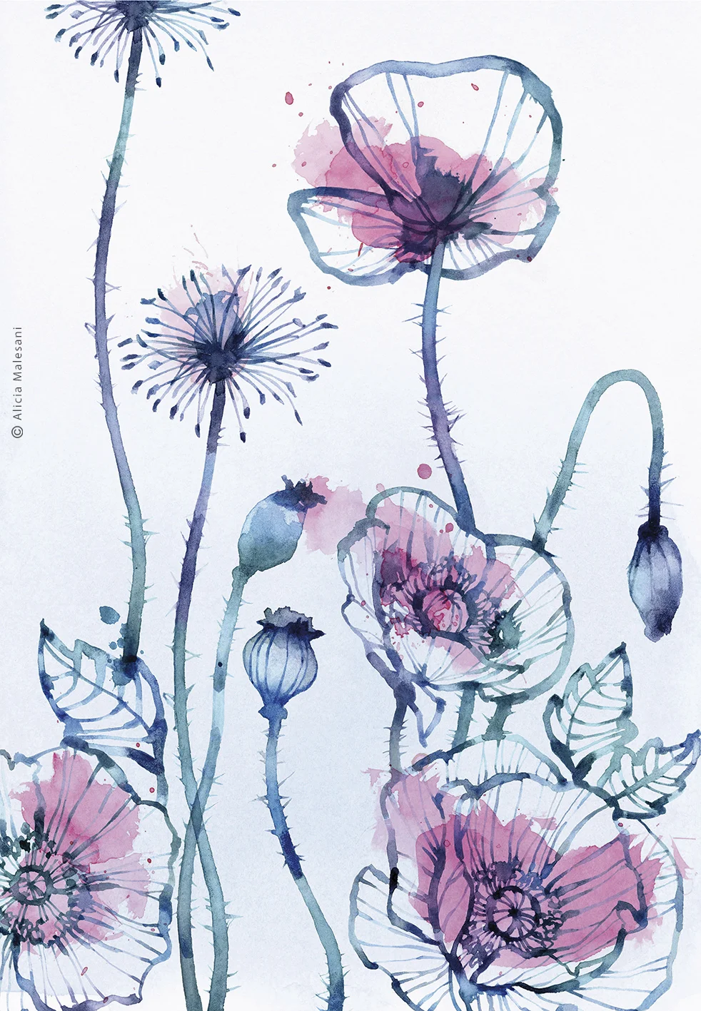 Blue Poppies