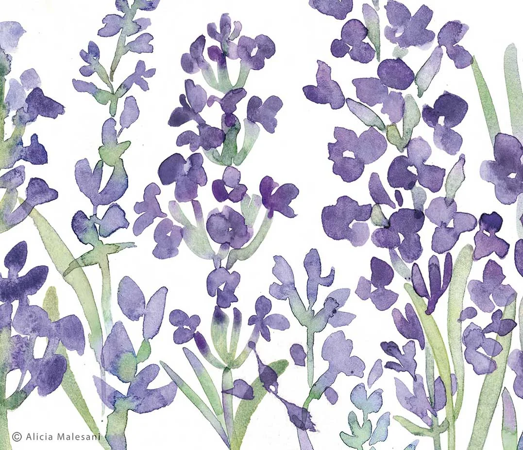Lavender