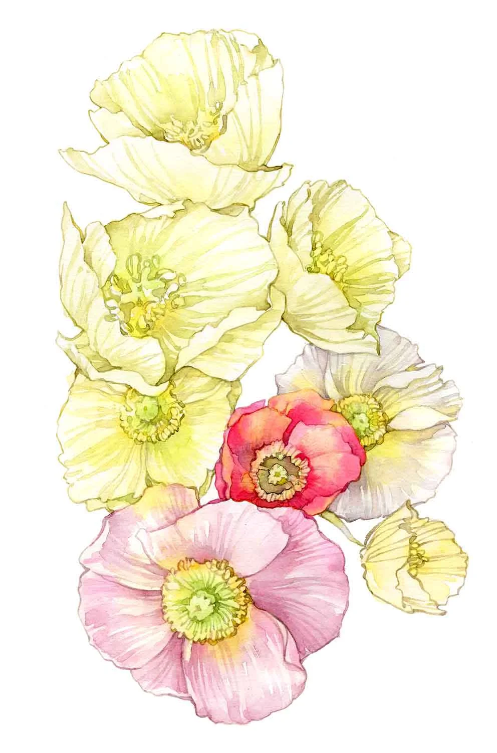 Poppies II