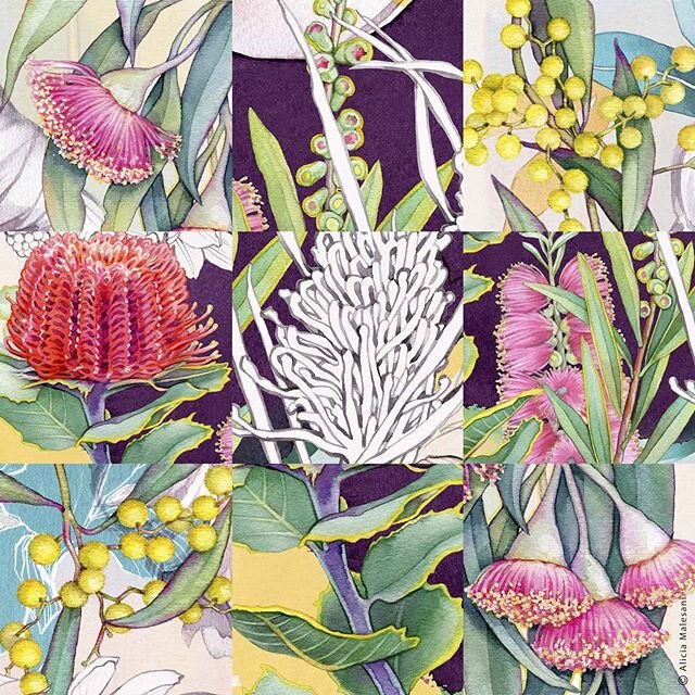 Wild flowers of Australia. Tribute to Kathleen Mc Arthur, naturalist, botanical illustrator, environmental activist and conservationist (1915-2000). #watercolor #botanicalillustration  #wildflowers #banskia #eucalyptus #eucalyptusforests #myrtleacaci