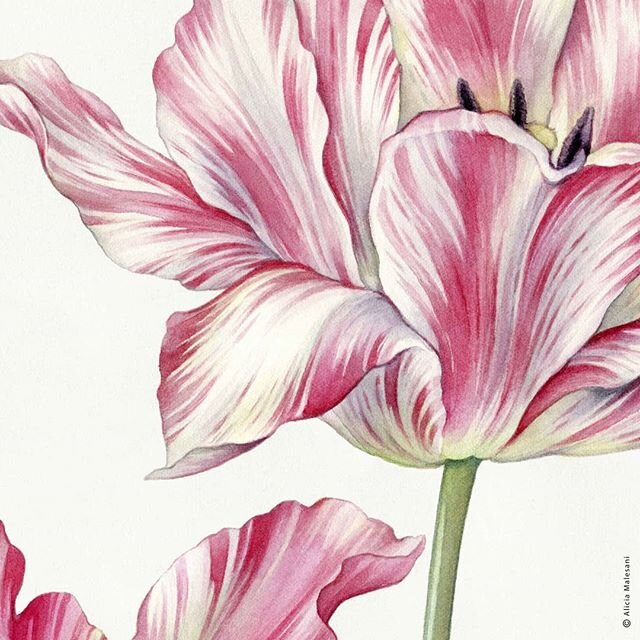 #ilustracionbotanica #tulipanes #watercolor #flowerstagram #acuarela #botanicalillustration #tribute #mariasibyllamerian #aliciamalesani