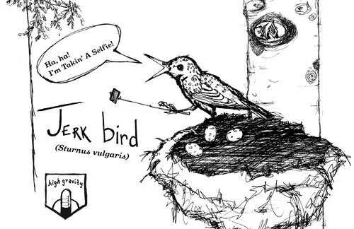 jerkbird.jpg