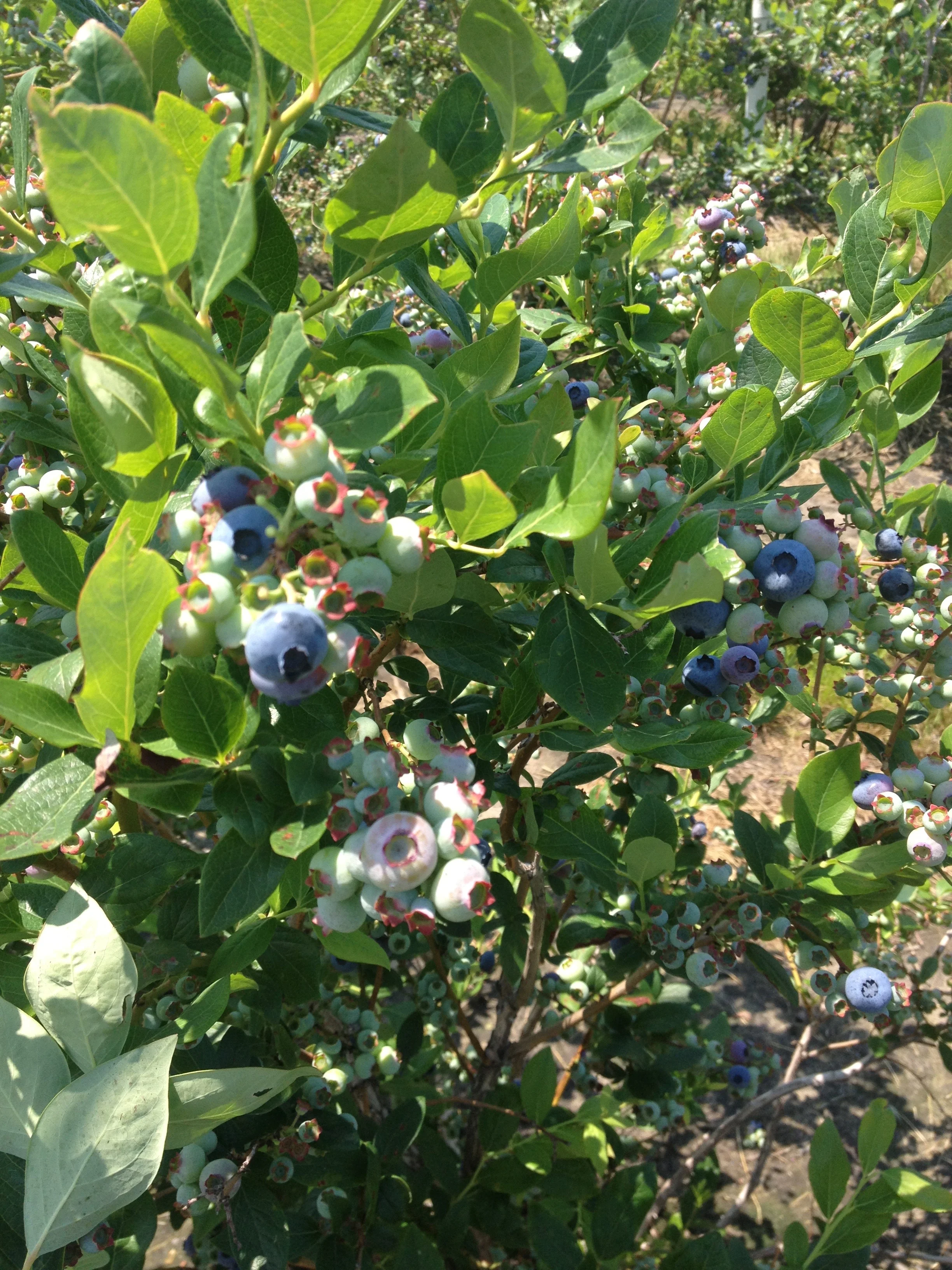 The yeast were from these blueberries John and our illustrator, Nikki, harvested in 2013