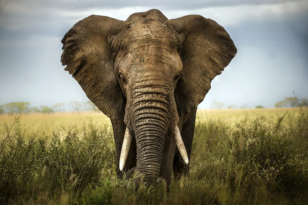 African elephant image.jpg