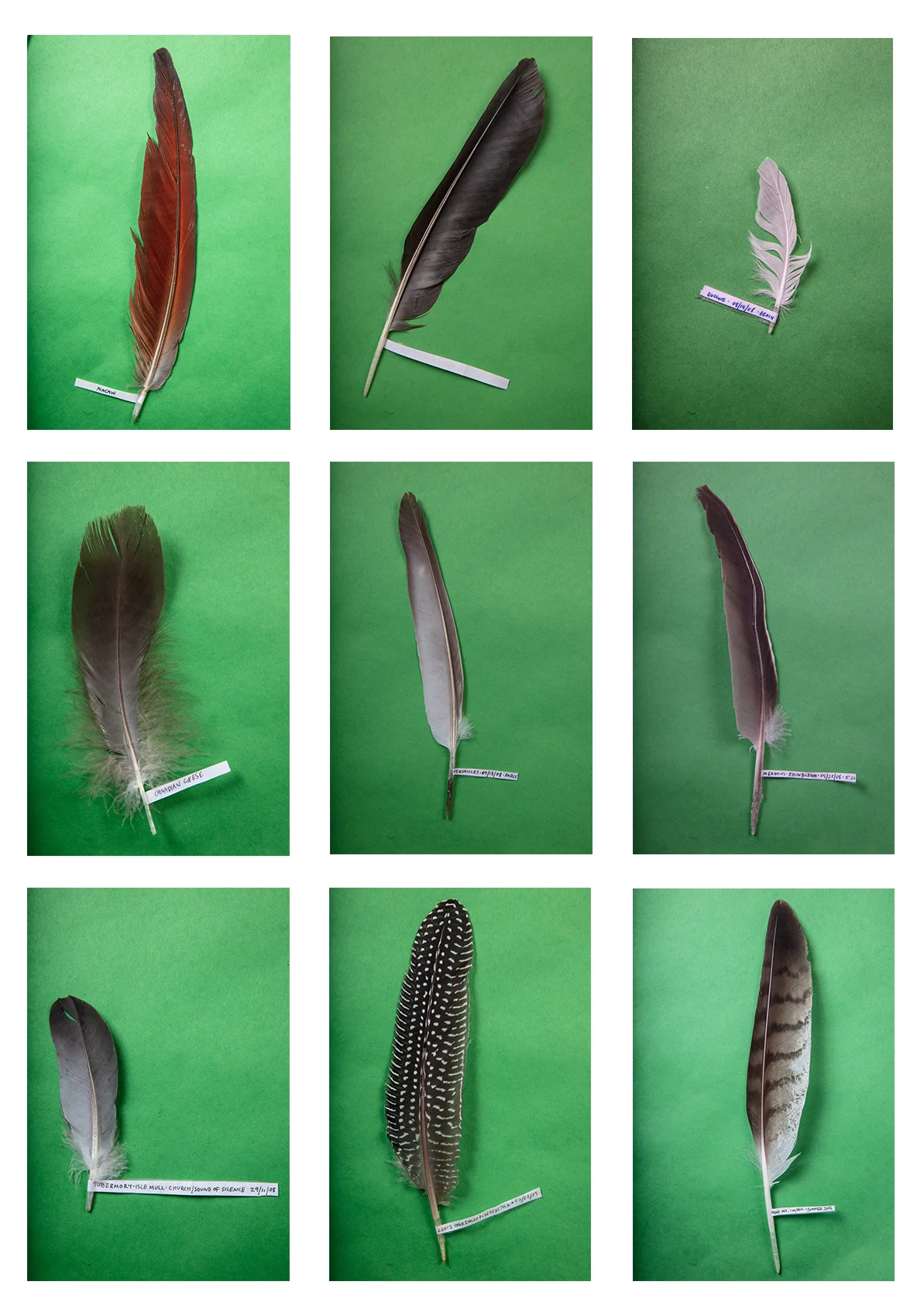 Feather grid 1.jpg