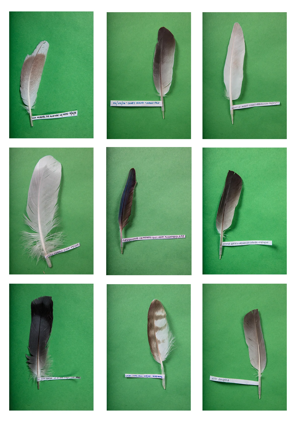 Feather grid 2.jpg