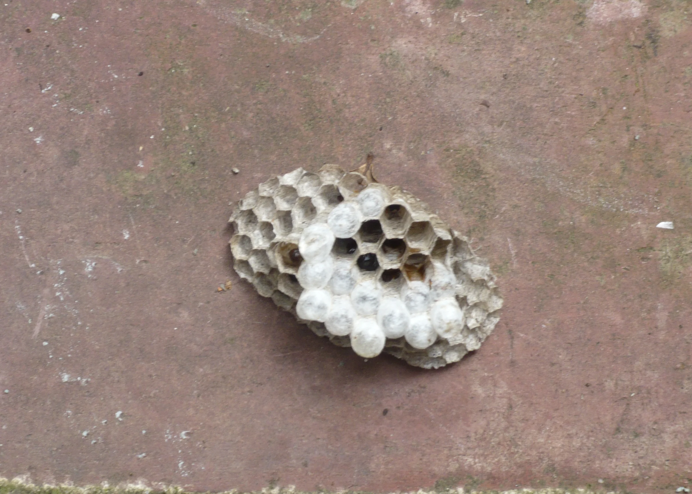 WASP NEST HAIKU (SENRYU)