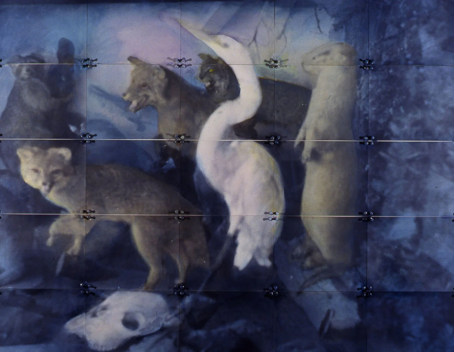 Fauna of Mississippi