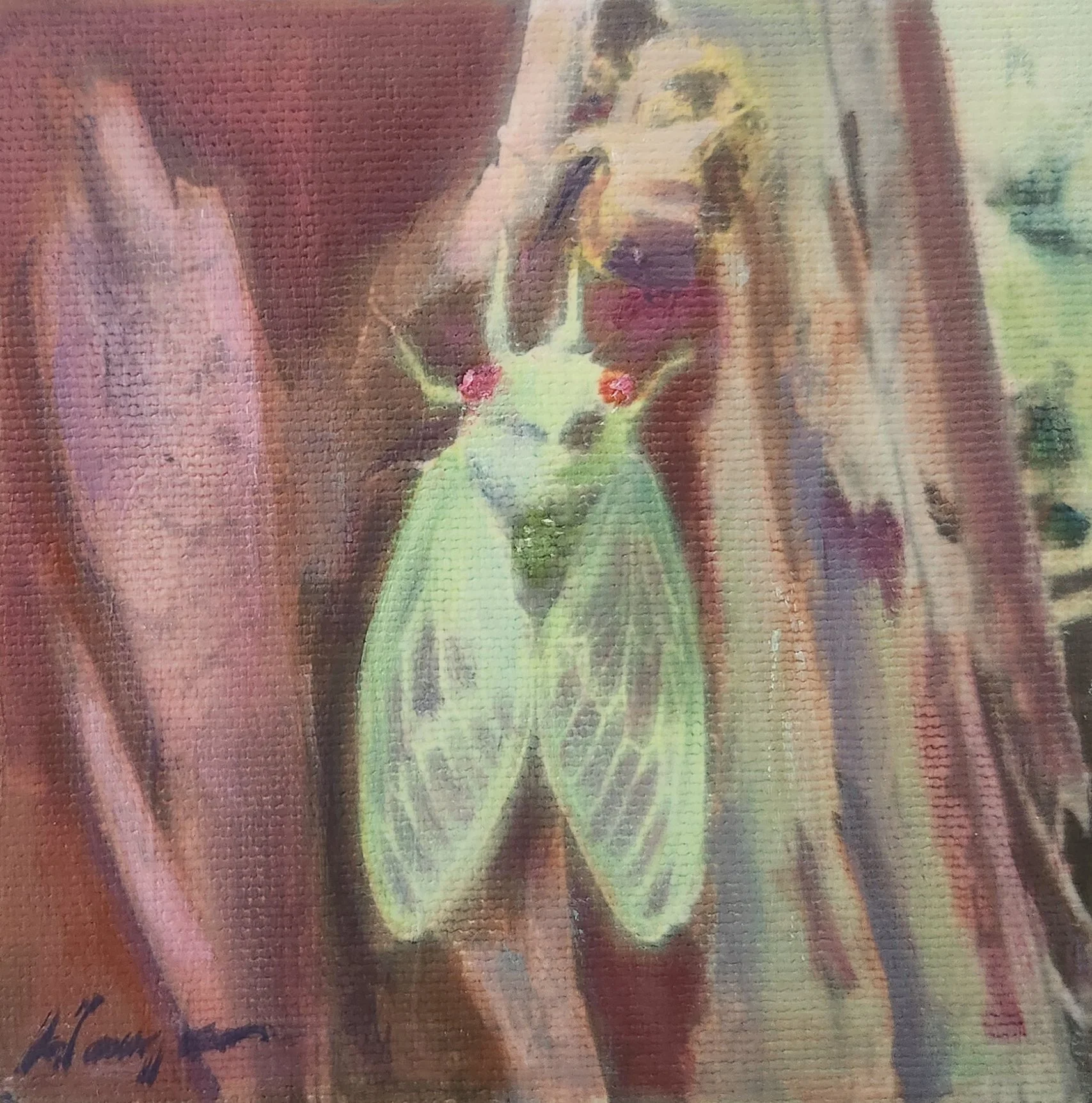 CICADA (LOCUST) 