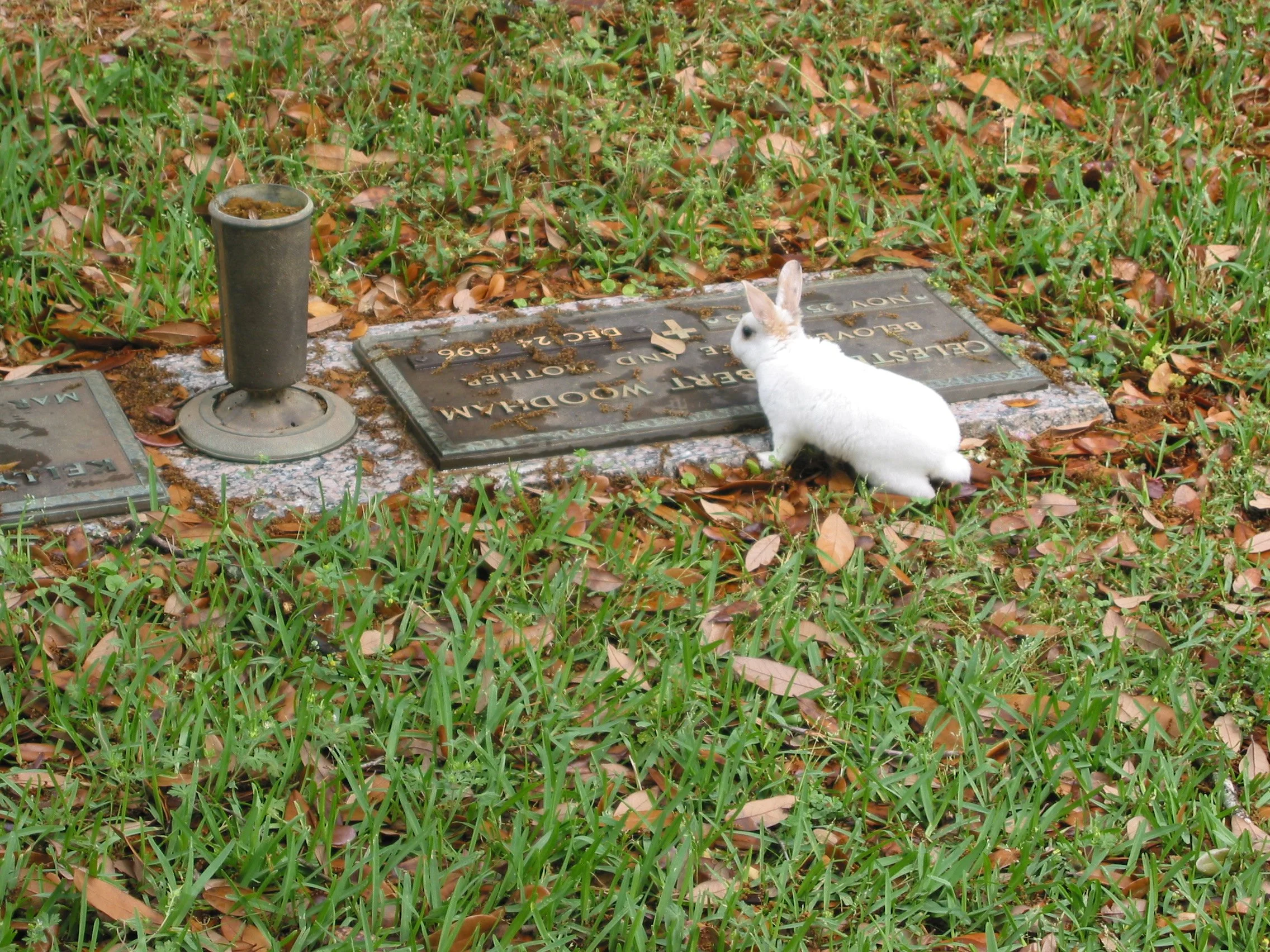 RABBIT AT A GRAVE