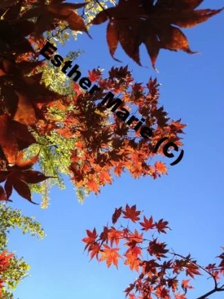 Yellow Gilko, Red Maple 2, 11" X 8.5" Digital Photograph